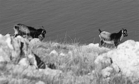 Goats San Clemente Island Islapedia