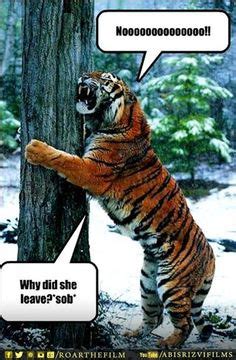 28 Roar Memes ideas | funny animals, animals, animal pictures