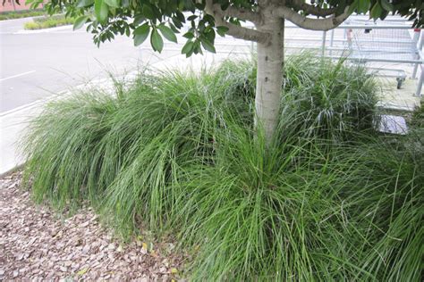 tanika lomandra   reliable tough  beautiful landscape plant