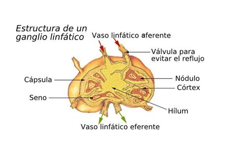 Axilas Inflamadas Causas Y Tratamiento