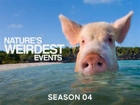 Prime Video Nature S Weirdest Events Season