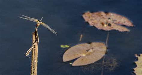 Yellow Striped Flutterer Siem Reap Cambodia Reinier De Rooie Flickr