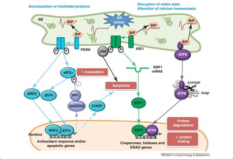 New Insights Into Er Stress Induced Insulin Resistance Trends In