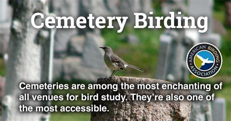 Cemetery Birding American Birding Association