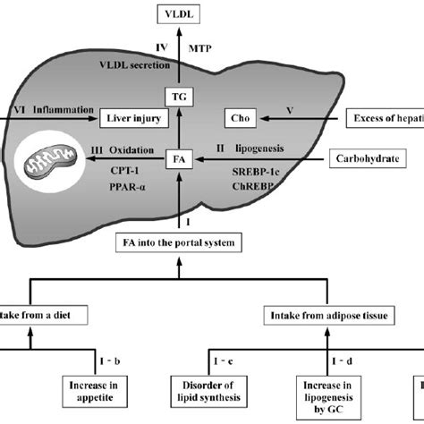 Pathogenesis Of Liver Cancer