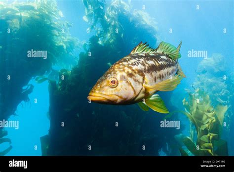 Calico Bass Underwater