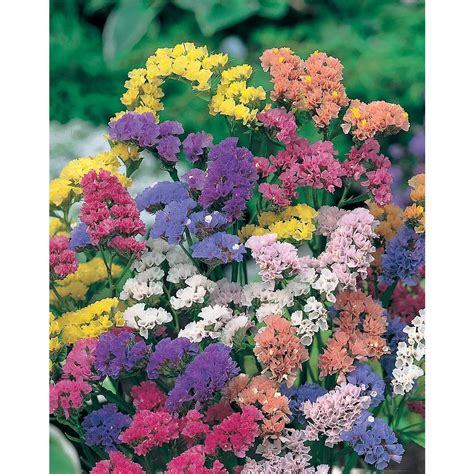 Mr. Fothergill's Seeds Statice Special Mixed Seeds | The Home Depot Canada