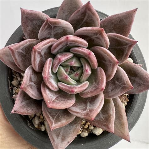 Echeveria Pink Champagne Dk Succulents Korea Rare Korean Succulents