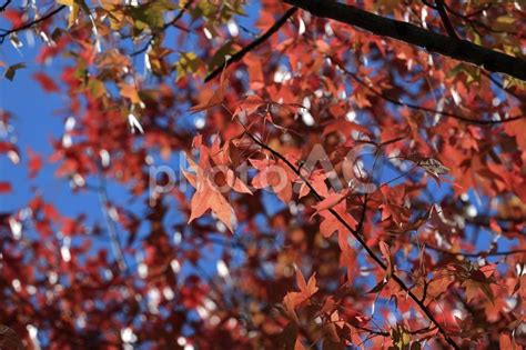 赤く紅葉したモミジバフウ No 22785708｜写真素材なら「写真ac」無料（フリー）ダウンロードok