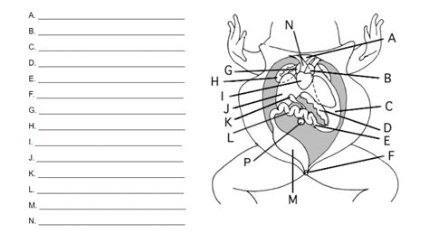 Female Frog Diagram