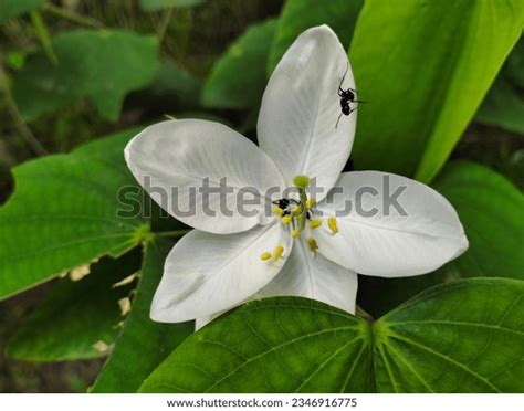 151 Sami Flower Images, Stock Photos, 3D objects, & Vectors | Shutterstock