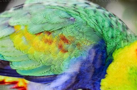 Colorful bird feathers 21591140 Stock Photo at Vecteezy