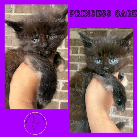 Maine Coons Available! - Rosa’s Maine Coons | Maine Coon Kittens for