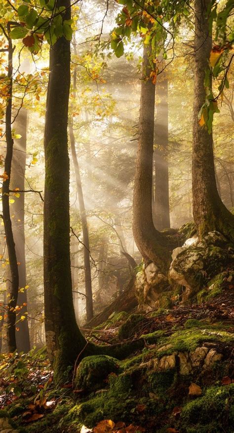 Wandelen Op De Veluwe Tips Voor De Mooiste Wandelroutes Artofit