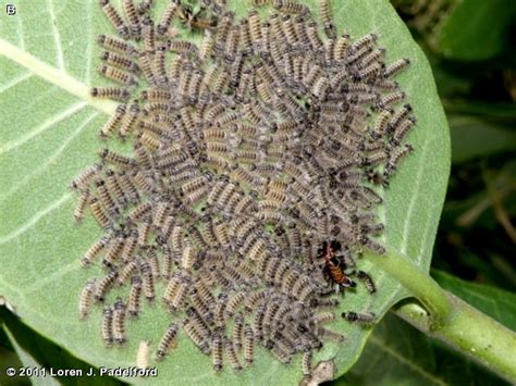 MILKWEED TUSSOCK MOTH - Fontenelle Forest Nature Search : Fontenelle Forest Nature Search