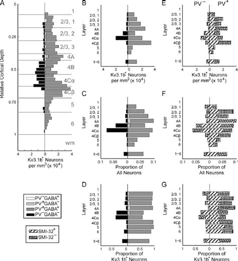 Density Distributions Of Kv B Ir Neurons By Coimmunoreactivity Data