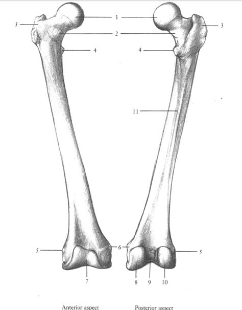 Lab Exam 2 Femur Patella Diagram Quizlet