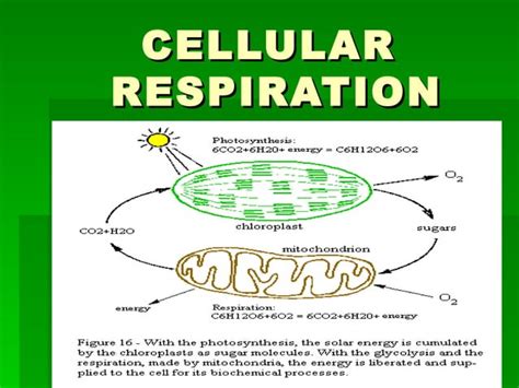 Cellular Respiration Ppt