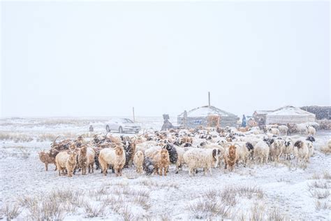 Mongolia’s Brutal Winter Continues to Threaten Livestock and People