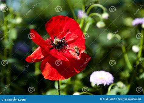 Drug And Love Red Poppy Flower Opium Flower Poppy Of Wartime