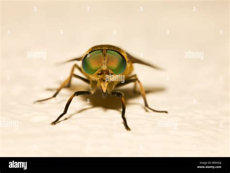 Face To Face With A Green Eyed Horse Fly In Greece Stock Photo Alamy