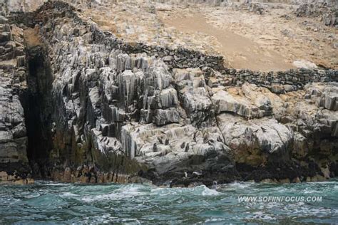 Callao Swimming With Sea Lions Palomino Islands Boat Tour Getyourguide