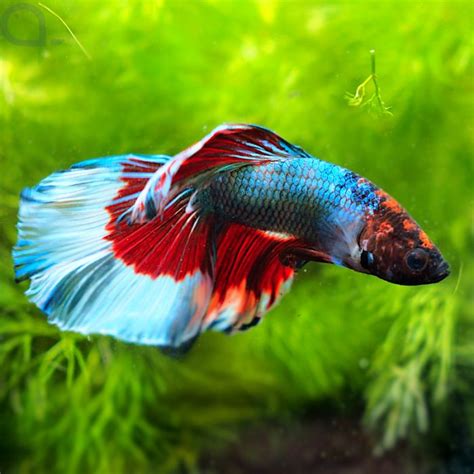 Kampffisch Super Delta Tricolor Betta Splendens Aquapro