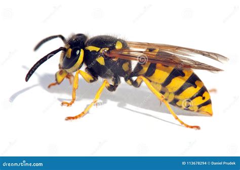 Wasp Isolateed on White Background in Latin Vespula Stock Photo - Image ...