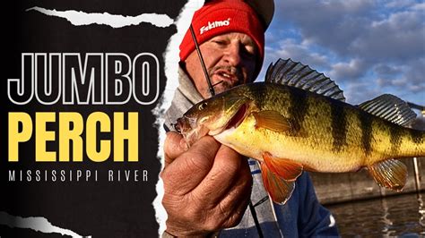 Mississippi River Jumbo Perch YouTube