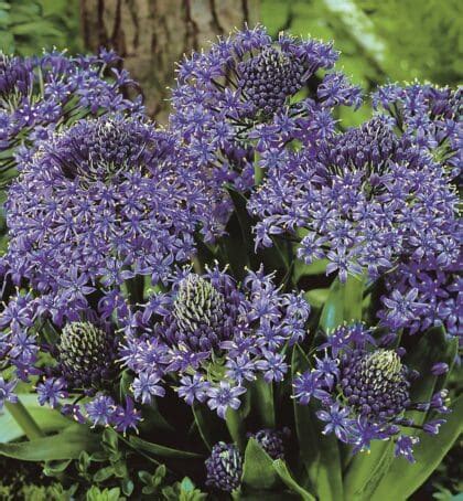 Scilla Peruviana Bulbs Buy Scilla Peruviana Bulbs Online Bloms Bulbs