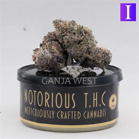 Notorious THC Craft Granddaddy Purple 7 Grams Ganja West