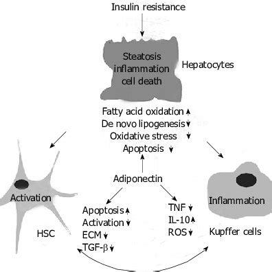 Hepatoprotective effects of adiponectin. Hepatic insulin resistance ...