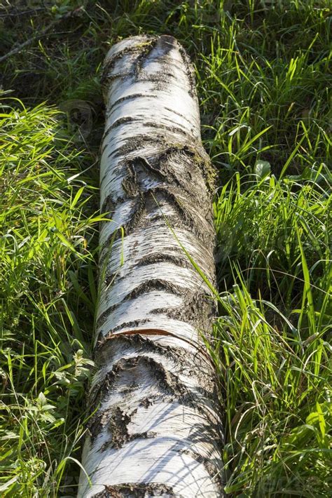 Trunk Birch Close Up 9511076 Stock Photo At Vecteezy