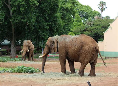 African Elephants at the Tbilisi Zoo, Animal Editorial Photography ...