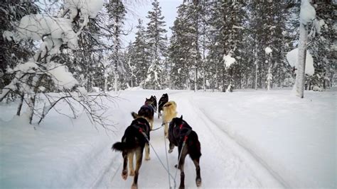 Siberian husky sled team Stock Video Footage - 4K and HD Video Clips | Shutterstock