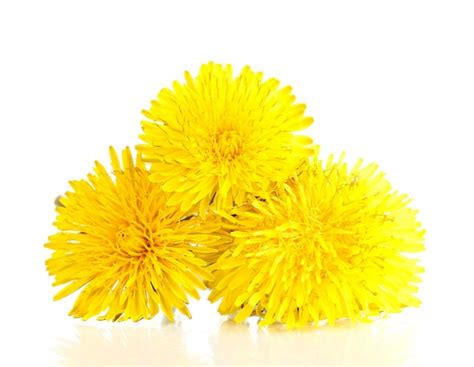 Premium Photo | Dandelion flowers isolated on white