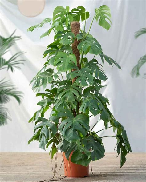 6 Easy Steps To Trim A Philodendron To Prune For Growth