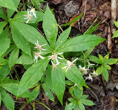 Whorled Wood Aster Oclemena Acuminata Western Carolina Botanical Club