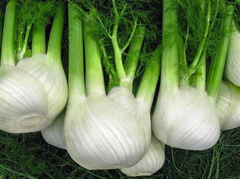 Выращивание фенхеля: как и когда сажать, уход в открытом грунте ...