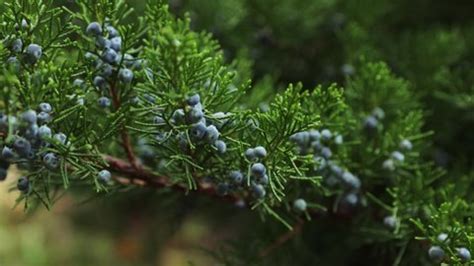 Ripe Berries On Juniper Bush Stock Footage Video (100% Royalty-free ...