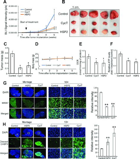 Hsp And Cyct Effectively Suppress The Growth Oxygen Consumption