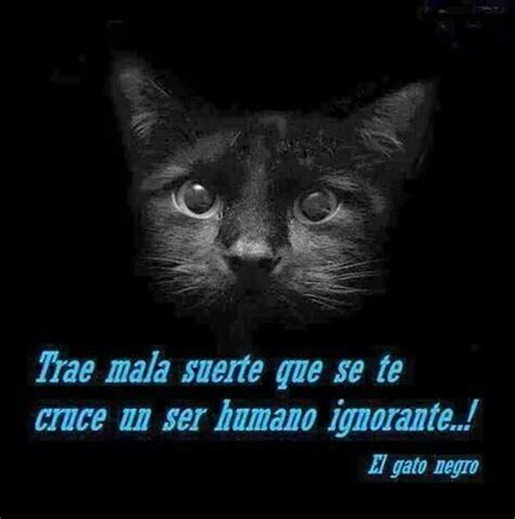 Trae Mala Suerte Que Se Te Cruce Un Ser Ignorante El Gato Negro