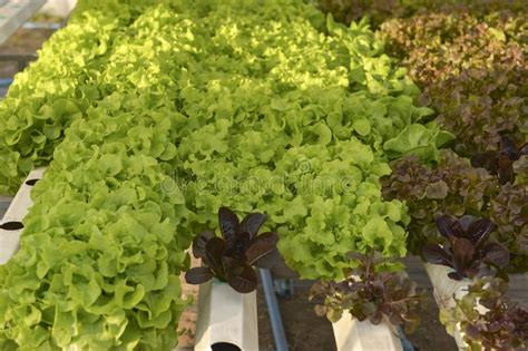 Hidrocultivo De Las Verduras Verdura Org Nica Fresca En Campo Vegetal