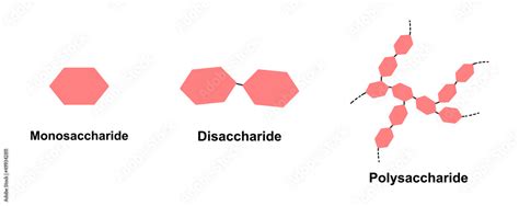 Scientific Designing of Differences Between Monosaccharide, Disaccharide And Polysaccharide ...