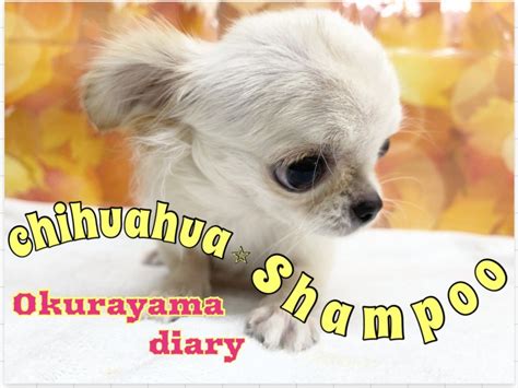 お手入れ】ドキドキ！今日はチワワちゃんのシャンプーの日！！ マルワンblog ペットショップ マルワン 小さめ子犬 美形な子猫 初心者