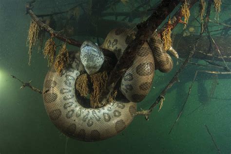 Quel Est Le Plus Grand Serpent Du Monde Une Taille Incroyable