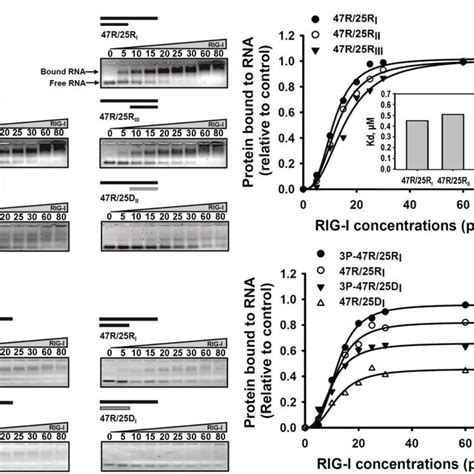 Stimulation Of Atp Hydrolysis By Rig I With Various Types Of Nucleic