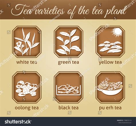 Illustration Different Tea Varieties Vector Stock Vector (Royalty Free ...