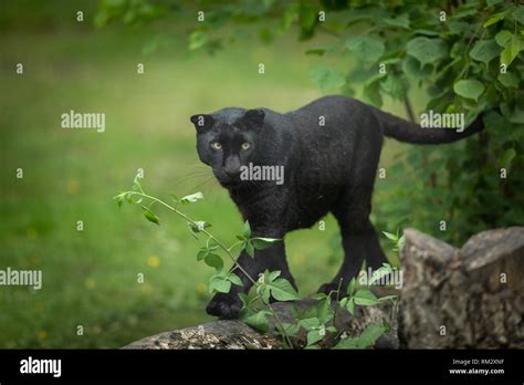 Panther Vector Black Silhouette Fotos Und Bildmaterial In Hoher