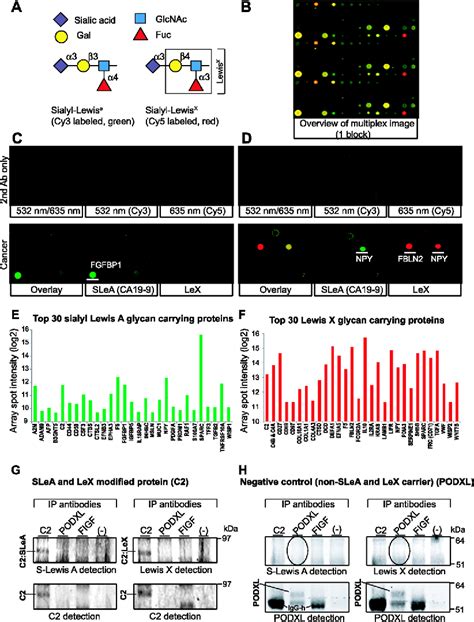 Figure From Discovery Of Sialyl Lewis A And Lewis X Modified Protein